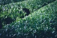 Caffeine in Tea: there are several types of oolong tea. (Image via Unsplash / Hitoshi Suzuki)